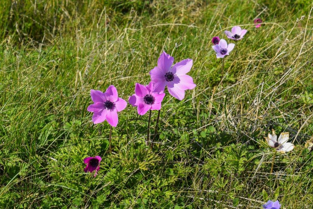 Anemones