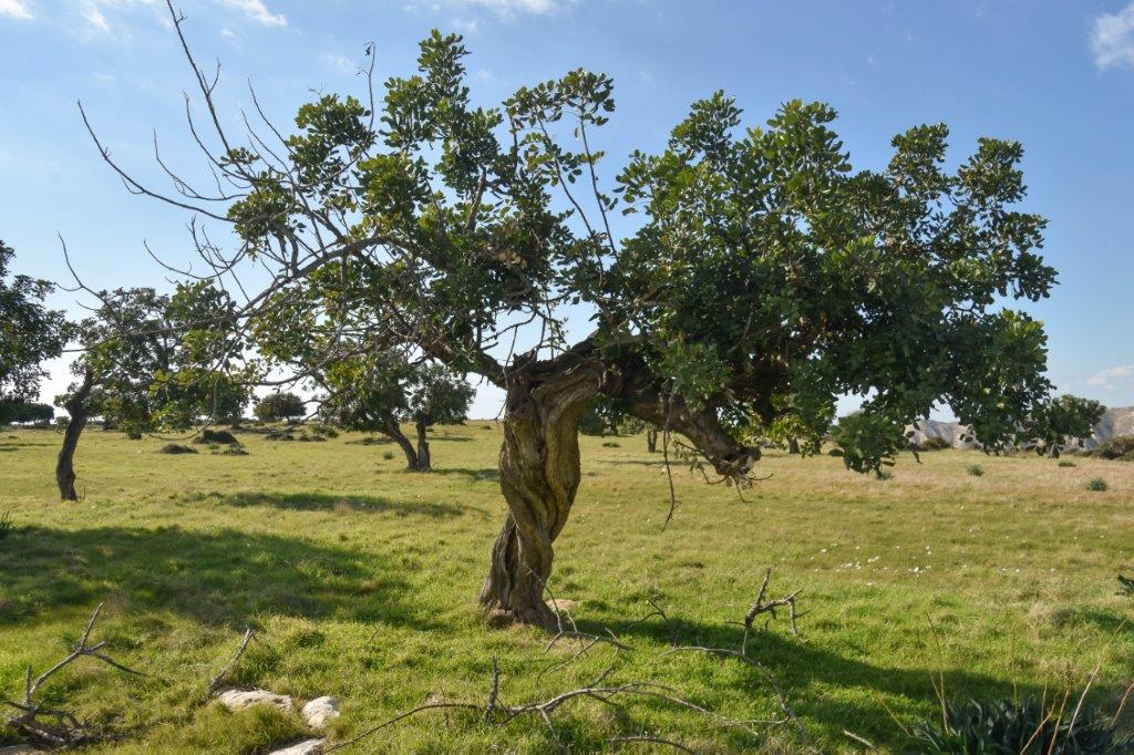 Carob tree