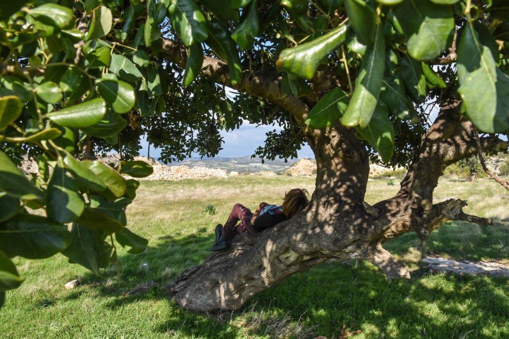 Carob tree Cyprus