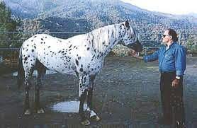 Appaloosa