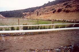 Horse ranch Souni Cyprus