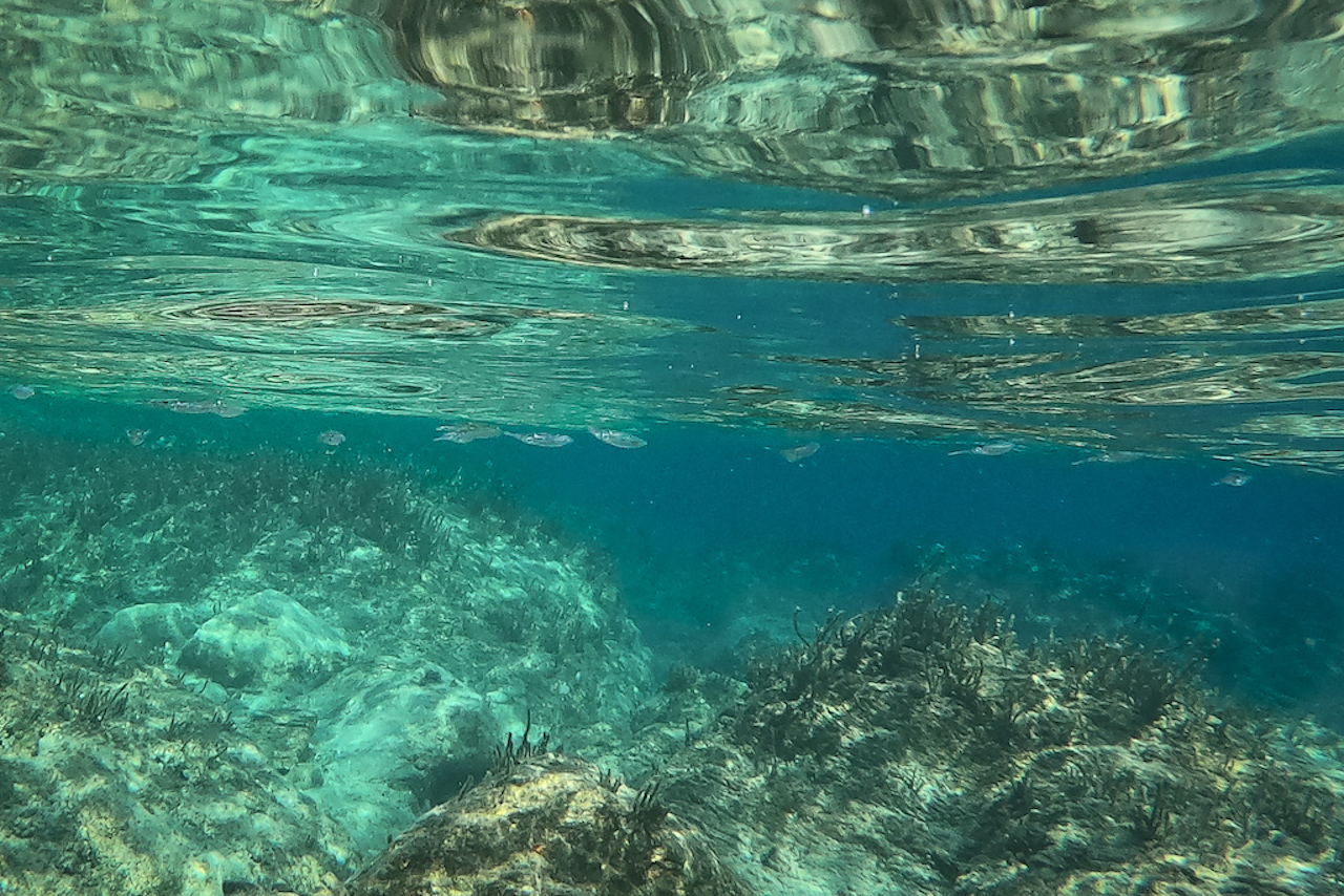 Cyprus marine life